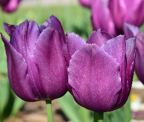 Pąki, Płatki, Fioletowe, Kwiaty, Tulipany