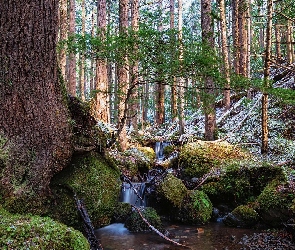 Potok, Kamienie, Drzewa, Las, Skarpa, Omszałe