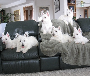sześć, kanapa, czarna, West Highland White Terrier