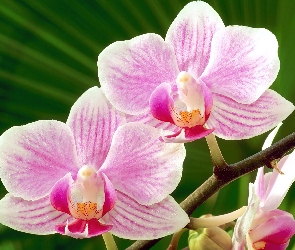 Orchidee, Różowe