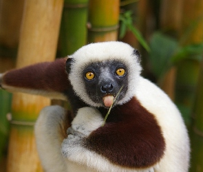 Trawka, Bambus, Lemur