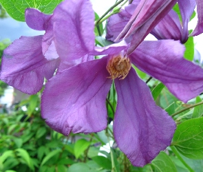 Fioletowy, Clematis, Kwiat
