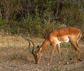 Impala