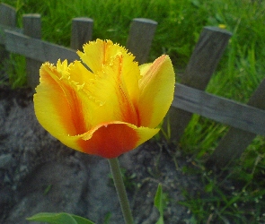 Żółty, Tulipan, Piękny