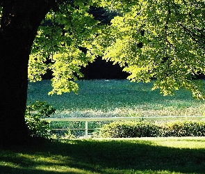 Drzewo, Łąka, Cień