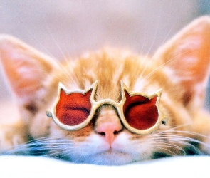 Kot, Okulary, Śpiacy