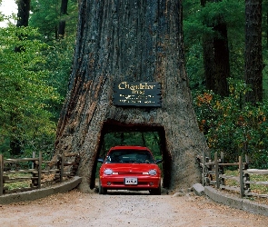 Drzewo z przejazdem, Kalifornia