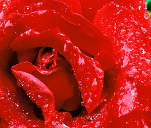 Płatki, Róży, Czerwone