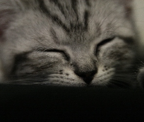 Słodki, Kotek, Śpiący