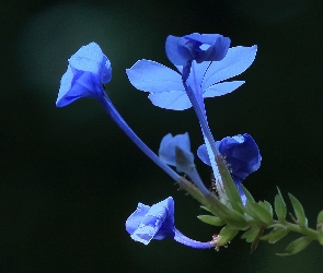 Niebieski, Liście, Kwiat