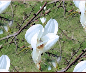Magnolii, Krzew