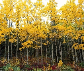 Żółte, Drzew, Liście