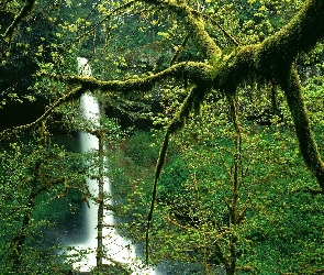 Roślinność, Bujna, Wodospad, Oregon