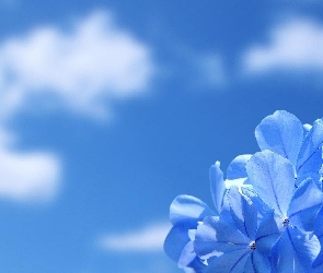 Niebieskie, Kwiatki, Niebo