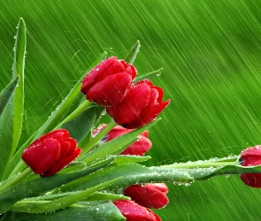 Czerwone, Deszcz, Tulipany