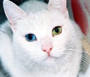 Kot, turecka angora, Oczy, Różnokolorowe, Biały