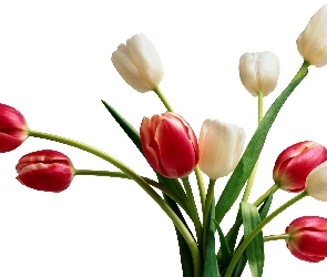 Białe, Tulipany, Czerwone