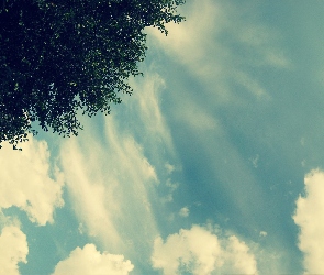 Chmury, Drzewo, Niebo