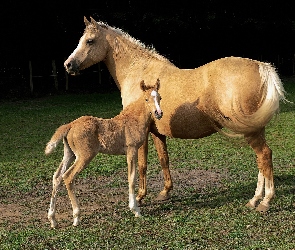 Koń, Źrebak