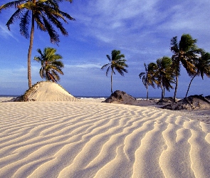 Palmy, Woda, Plaża