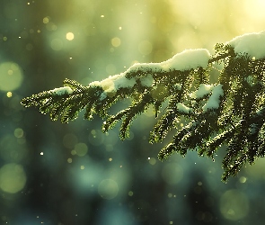 Drzewo, Śnieg, Gałązka
