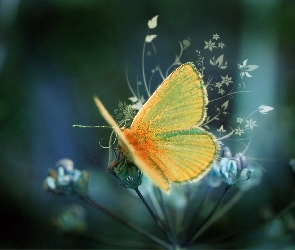 Kwiatki, Grafika, Motyl