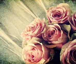 Różowe, Fotografia, Stara, Róże