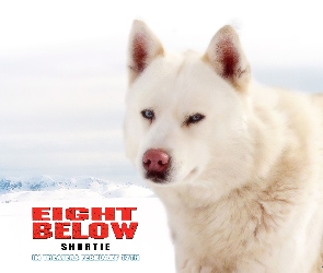 biały, pies, Eight Below