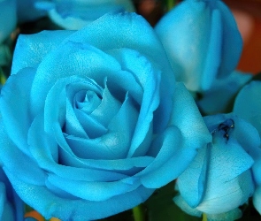 Róża, Kwiat, Niebieska