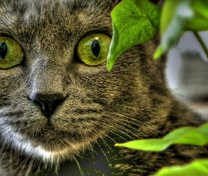 Kot, Oczy, Zielone
