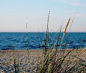 Trzcina, Liście, Plaża