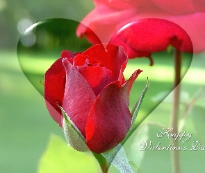 Walentynki, Serce, Róża, Czerwona