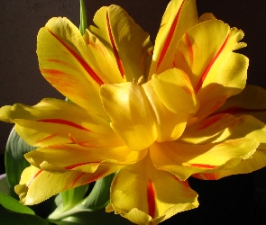 Żółto, Tulipan, Rozkwitnięty, Czerwony