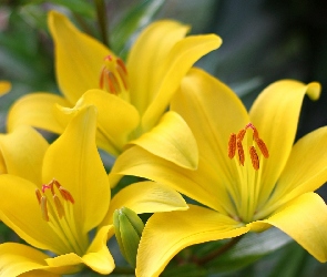 Kwiaty, Lilie, Żółte