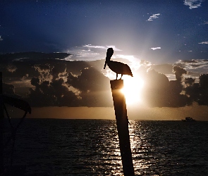Pelikan, Morze, Zachód, Słońca