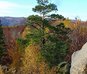 Góry, Jesień, Drzewa, Skały, Lasy