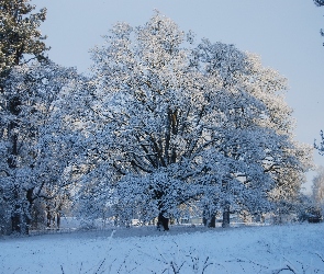 Zima, Drzewa, Ośnieżone