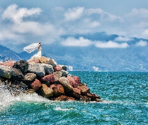 Kamienie, Morze, Kobieta