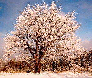 Zima, Śnieg, Drzewo