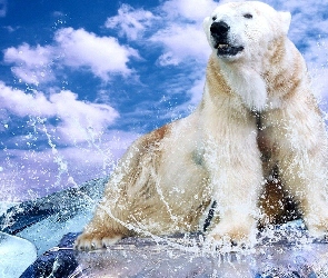 Niedźwiedź, Lód, Polarny
