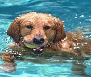 Basen, Pies, Aportujący, Pływający