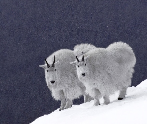 Dwie, Śnieg, Kozy