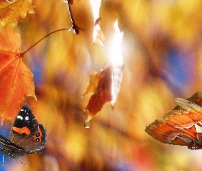 Liście, Jesień, Motyle, Klonu