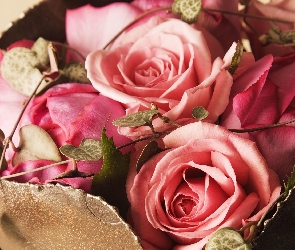 Róże, Gałązki, Kwiaty