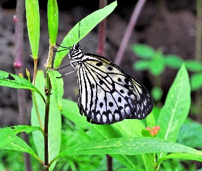 Motyl