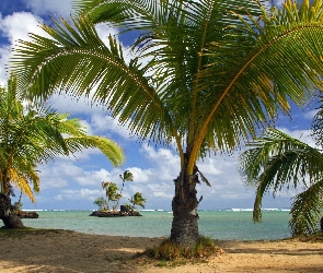Palmy, Plaża, Morze