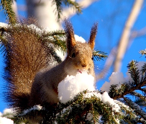 Wiewiórka, Choinka, Śnieg