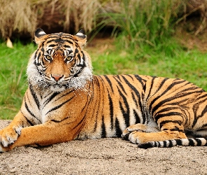 Tygrys, Paski, Majestatyczny