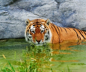 Tygrys, Skały, Woda