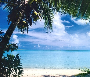 Bora Bora, Wyspa, Morze, Palma